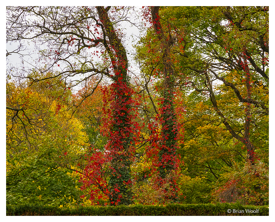 Red Cloaking Leaves